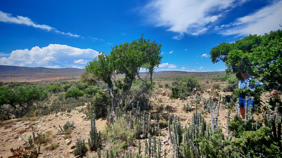 6 Bedroom Property for Sale in Pearston Eastern Cape